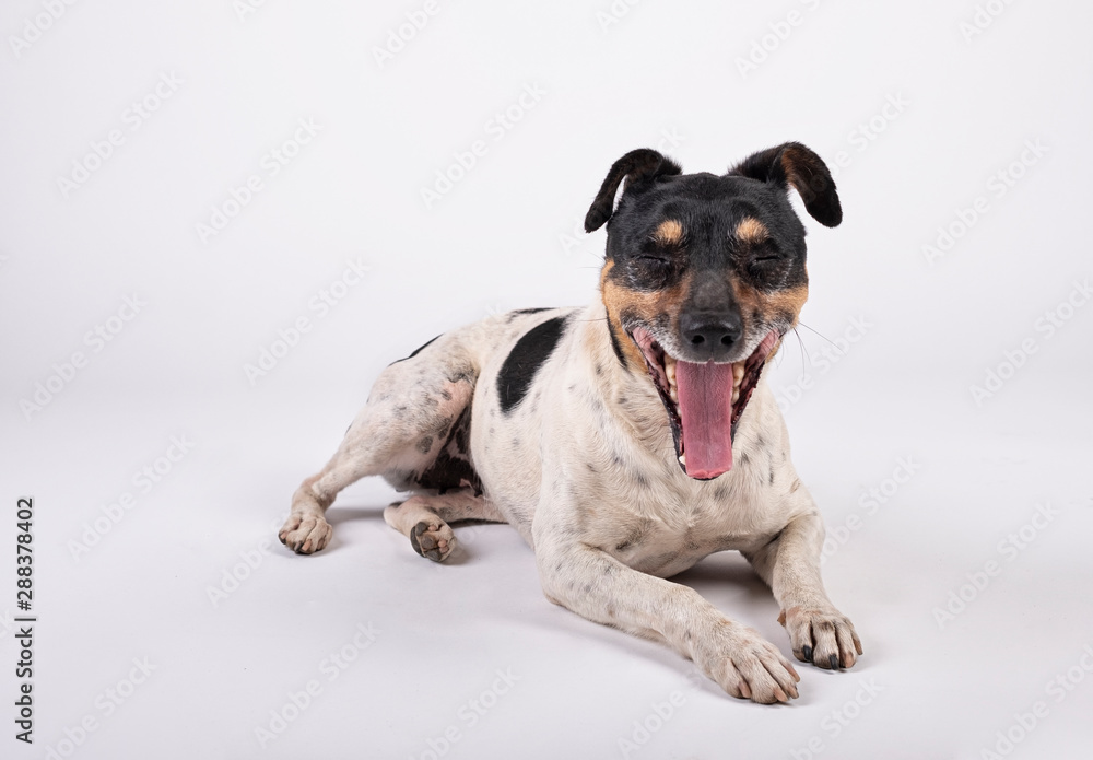Bodeguero dog sitting on the floor with his eyes closed and opening his mouth on white background