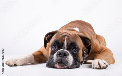 boxer dog lying with his head on the floor on a white background. © ImagineStock