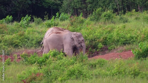 Wild elephants are eating grass in Khao Yai National Park.Khao Yai National Park is the largest rainforest in Thailand. There are many waterfalls. .There are various wildlife and plant species. . photo