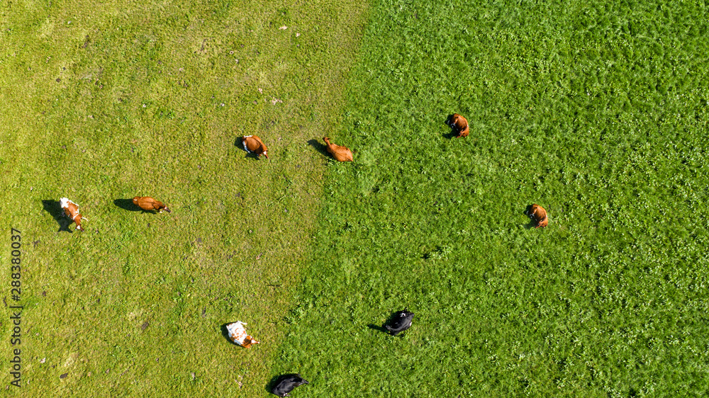 aerial view over the meadows and wild cows