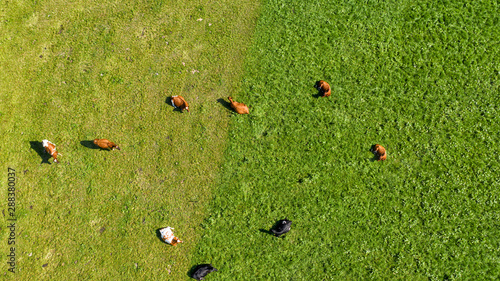 Obraz na płótnie aerial view over the meadows and wild cows w salonie