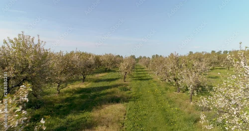 apple orchard in august aerial shoot apple orchard in august aerial shoot