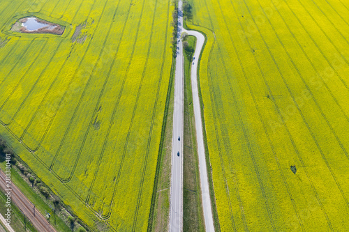 road among rapeseed fields