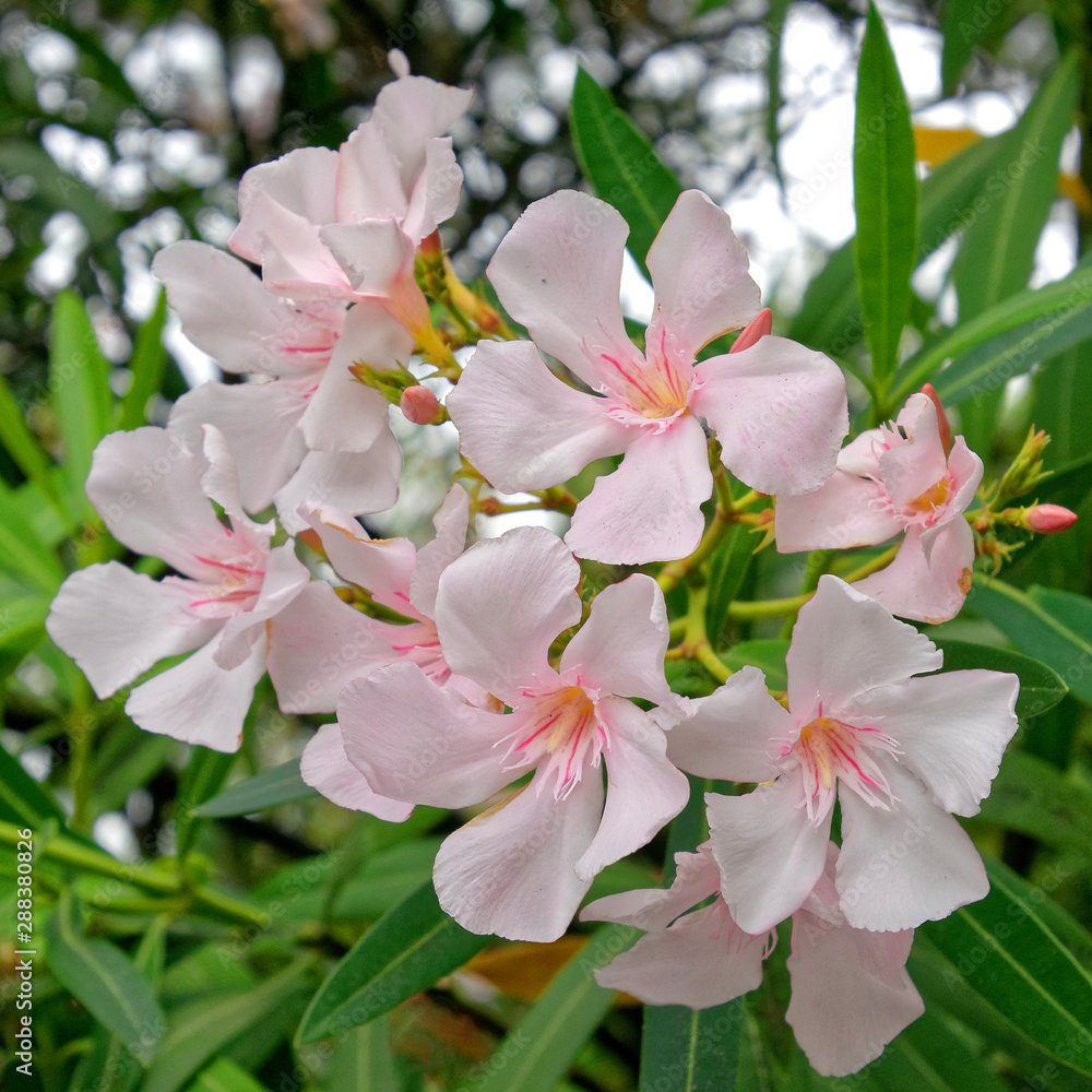 light pink oleander flowers bunch closeup in the garden, natural background light pink oleander flowers bunch closeup in the garden, natural background