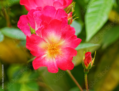 vibrant red wild rose flower close up in the garden