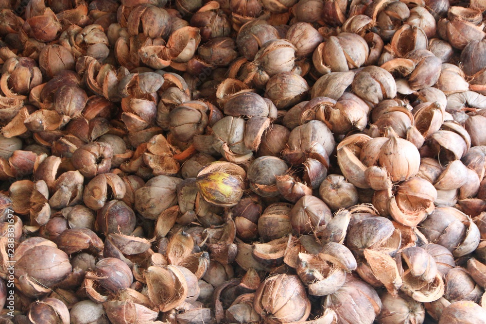 Background of dried coconut shell Background of dried coconut shell