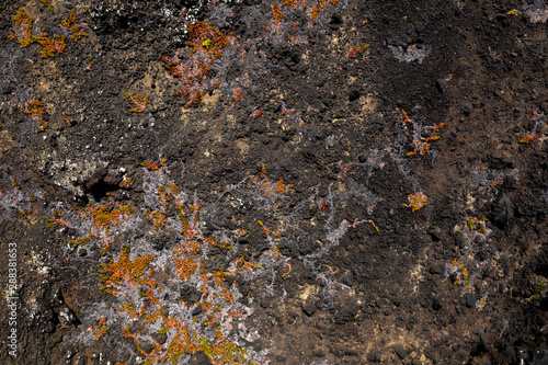 Aerial image showing colorful orange vegetation on a black lava beach at the westcoast of Faial Island, Azores photo