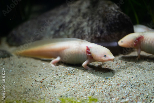 Sticker Ambystoma mexicanum - Mexican walking fish