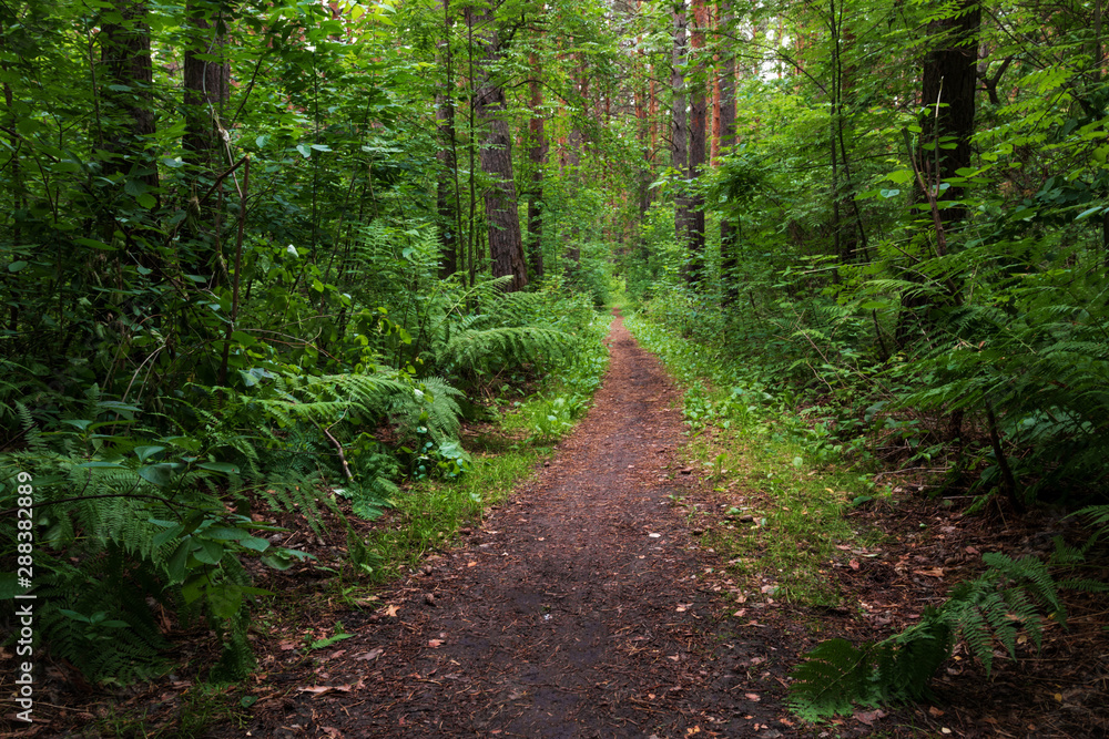 Obraz premium a forest path among a dense forest