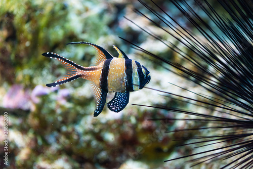 pterapogon kauderni - Banggai cardinalfish photo