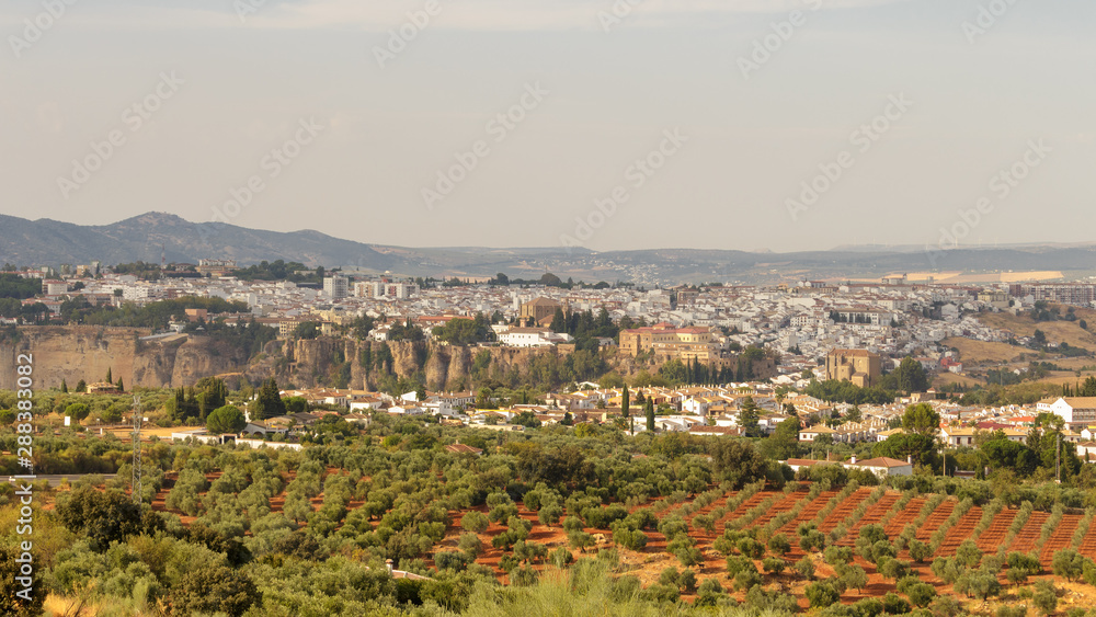 Lands planted with olive trees near the city of Ronda