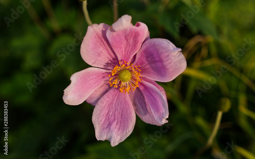 pink flower in the garden