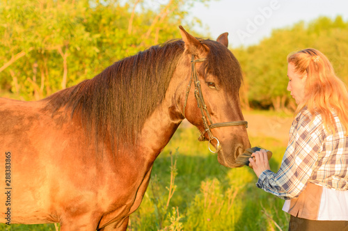 The caucasian horsewoman is holding the wooden brush in her hand and cleaning the muzzle of the bay mare in outdoors. The dialogue between the woman and the horse in outside.