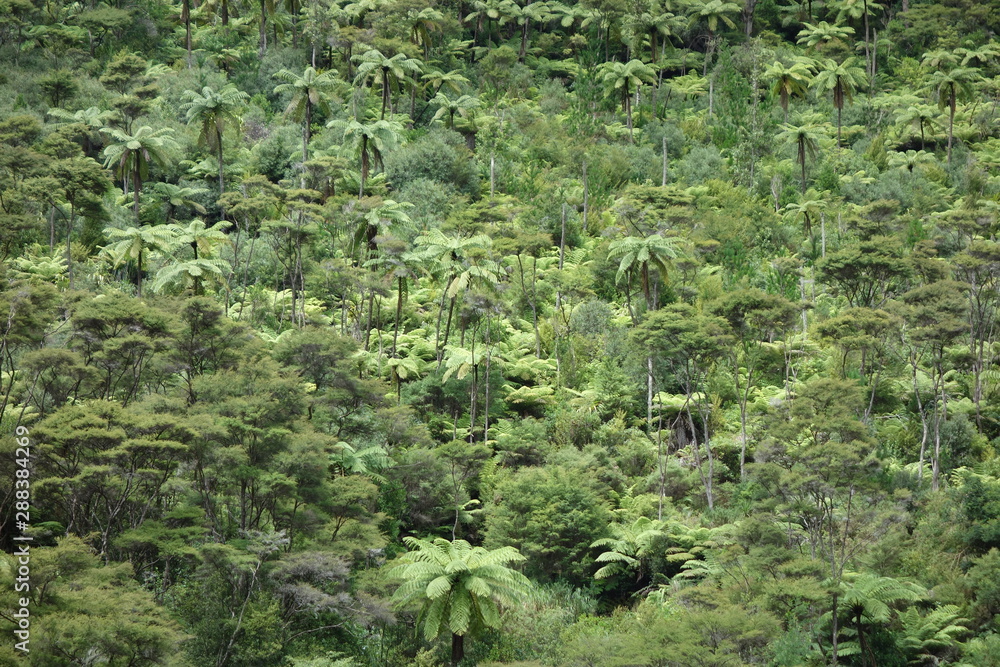 Fototapeta premium New Zealand Rainforest