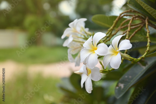 closeup of plumeria flower on tree