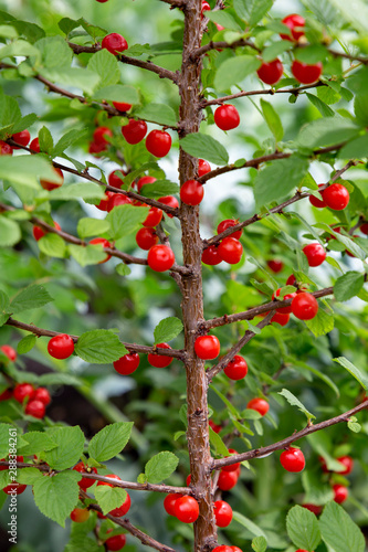 Felted cherry on the branch in the garden background