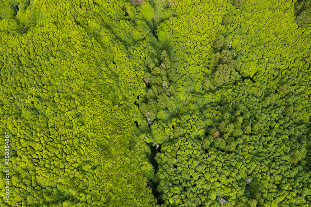 aerial of green tropical like forests and vegetation at Ilha das Flores Island near Poço Ribeira do Ferreiro at the Azores