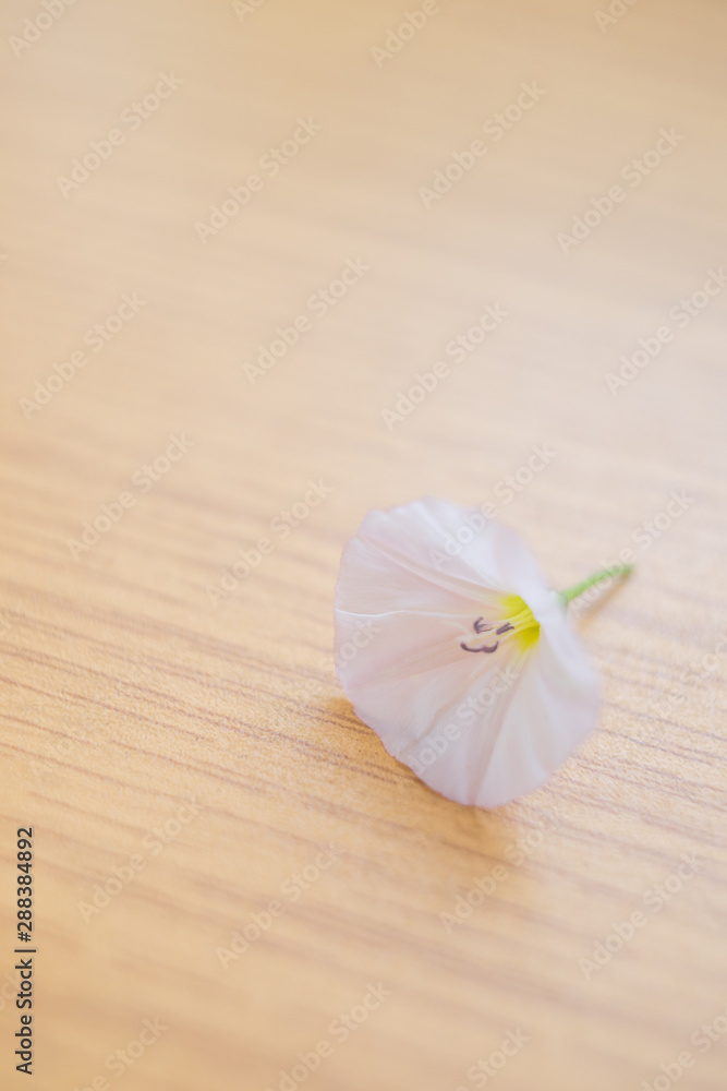 white tender flower on the wooden table, soft selective focus white tender flower on the wooden table, soft selective focus