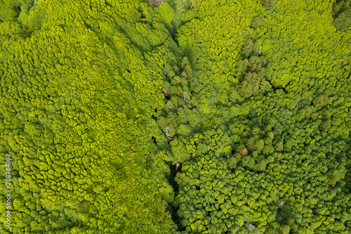 aerial of green tropical like forests and vegetation at Ilha das Flores Island near Poço Ribeira do Ferreiro at the Azores