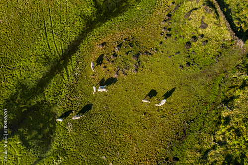 Aerial image of cattle grazing in the almost dry lake of Lagoa do Paul at Planalto da Achada central plateau of Ilha do Pico Island photo