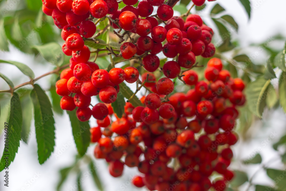 Bunches of rowan berries (mountain ash) hanging from a tree
