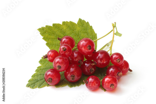 Berries of red currant with leaves
