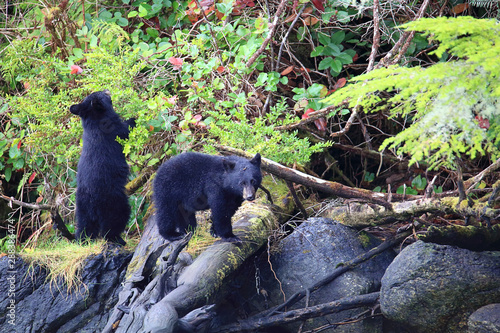 Schwarzbären im Regenwald