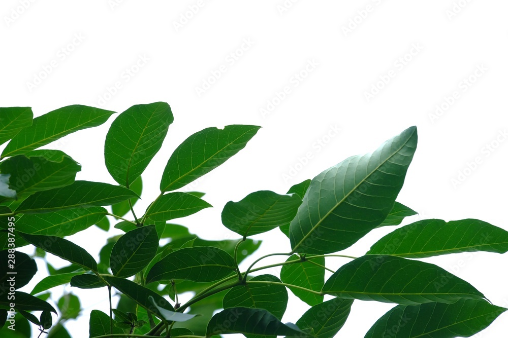 Fototapeta premium Tropical tree leaves with branches on white isolated background for green foliage backdrop