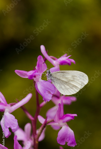 Leptidea sinapis, wood white butterfly on Lange's Orchid, Orchis langei, Andalusia, Spain. photo