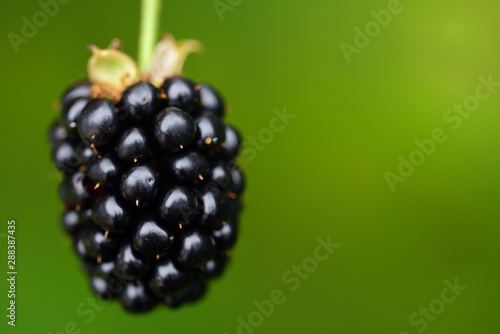 Closeup view of an isolated dark ripe blackberry in front of green background in summer