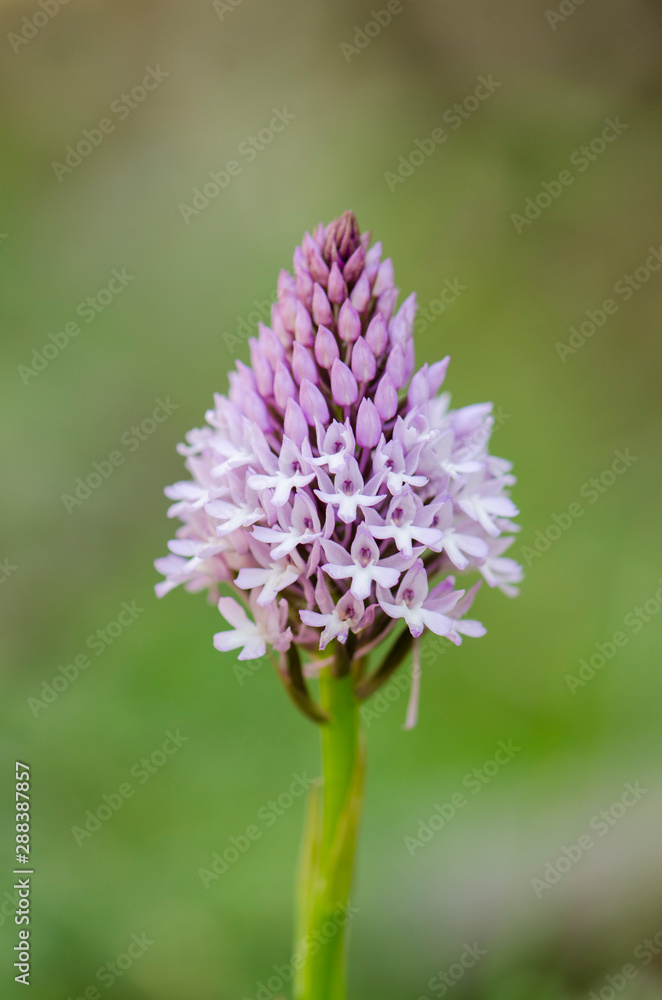 Pyramidal orchid, Anacamptis pyramidalis, orchis, wild orchids, Andalusia, Spain Pyramidal orchid, Anacamptis pyramidalis, orchis, wild orchids, Andalusia, Spain