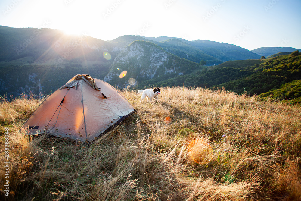 white shepherd dog and tent on mountain top at sunrise - camping with a dog, slow travel