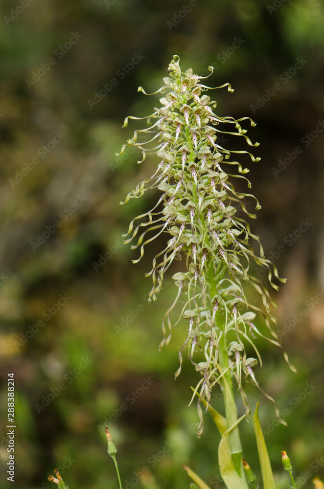 Lizard orchid, Himantoglossum hircinum, inflorescence, wild orchid, Andalusia, Spain Lizard orchid, Himantoglossum hircinum, inflorescence, wild orchid, Andalusia, Spain