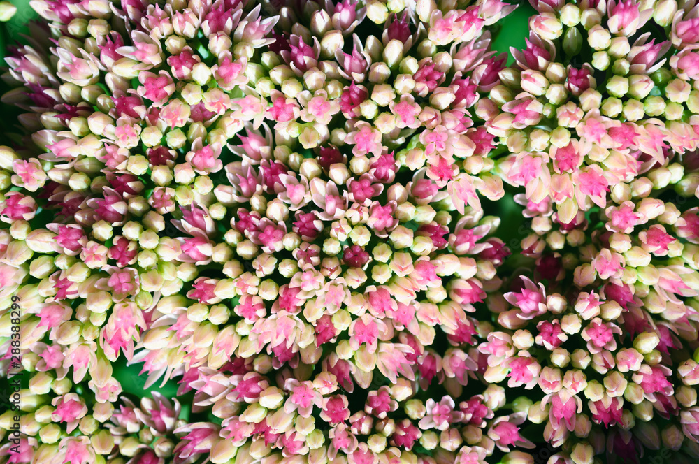Fototapeta premium White red inflorescence Sedum in the garden.