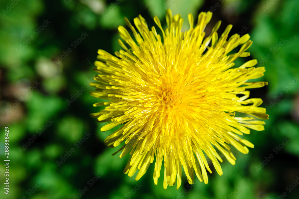 Top view yellow dandelion flower on a blurred background of green grass. Top view yellow dandelion flower on a blurred background of green grass.
