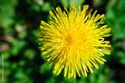 Top view yellow dandelion flower on a blurred background of green grass.