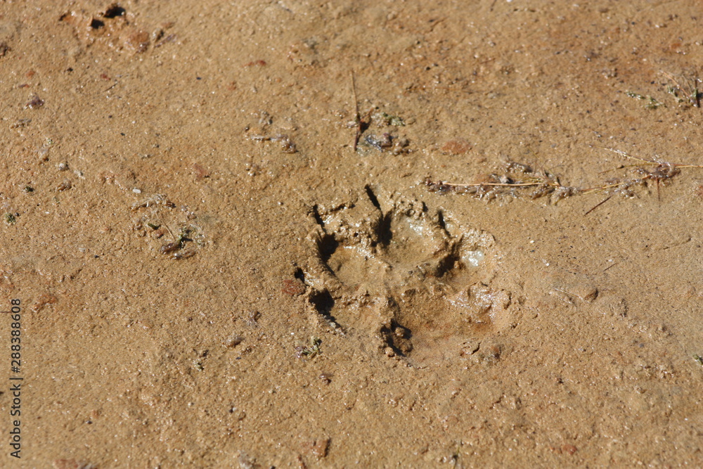 Wolf Foot Print Wolf Foot Print