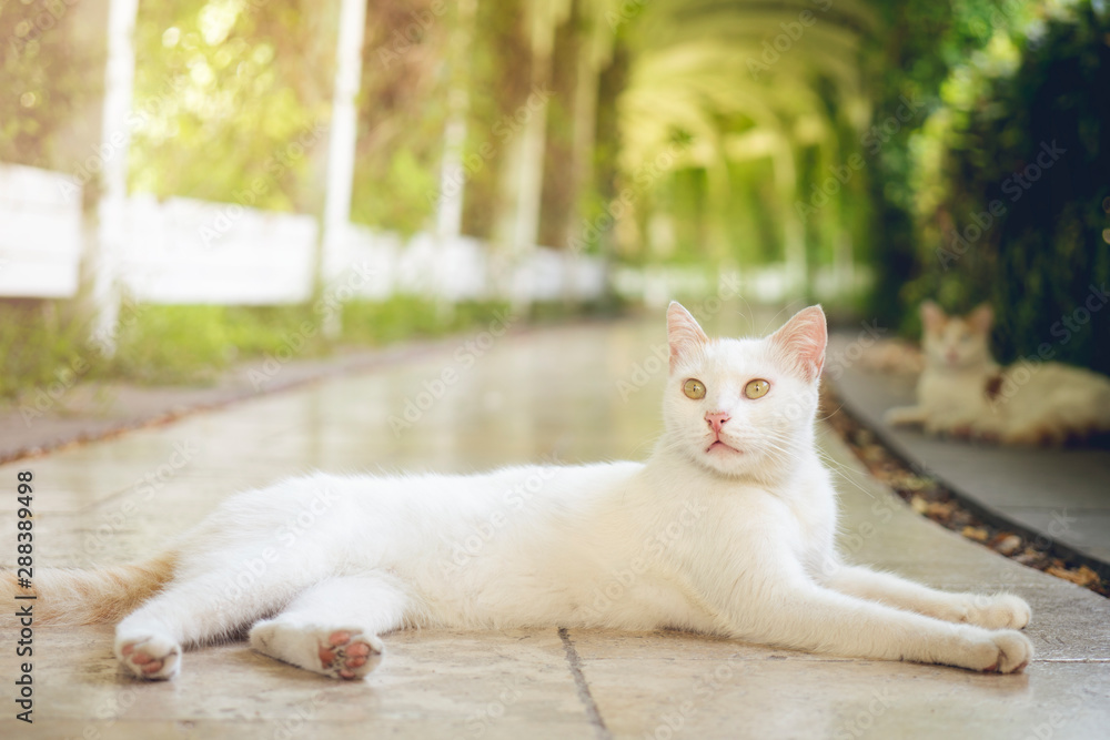 White cat, green garden, big cat in the garden.