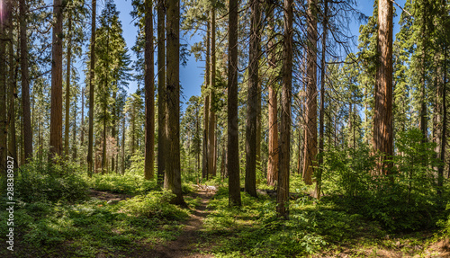 Small path winds between very tall redwood trees in a national park photo