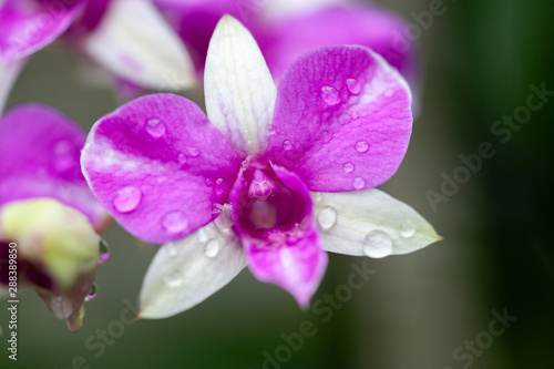 Dendrobium phalaenopsis purple and white orchid © salparadis