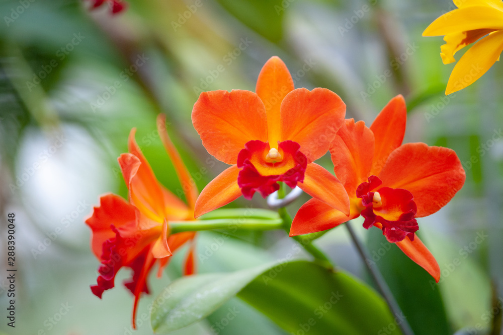 Orange Cattleya orchid on a green natural background