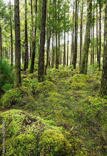 forest landscape on the island of Sao Jorge in the Azores Islands