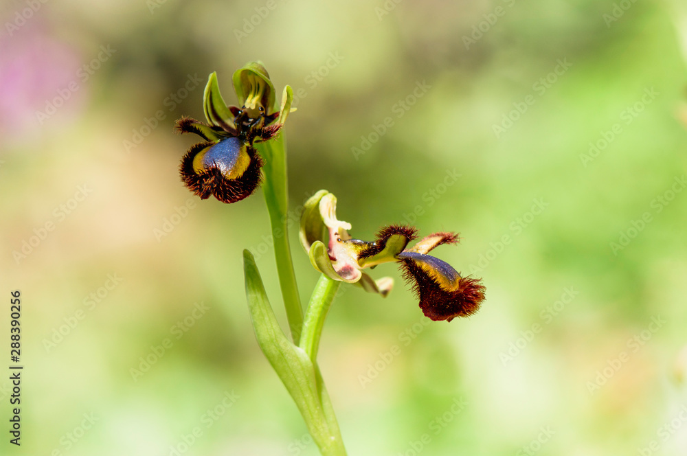 Mirror orchid, Ophrys speculum, Andalusia, Southern Spain. Mirror orchid, Ophrys speculum, Andalusia, Southern Spain.