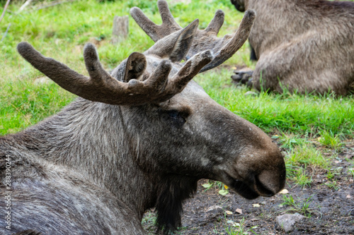 moose in the green in Sweden