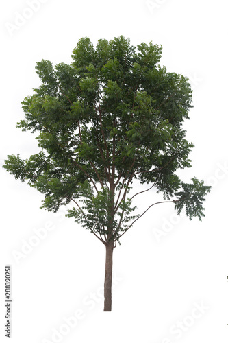 Tree isolated on white background.Siamese neem tree. Clipping path.