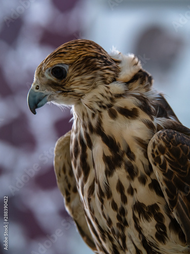 Arabian Falcon bird of prey on display 