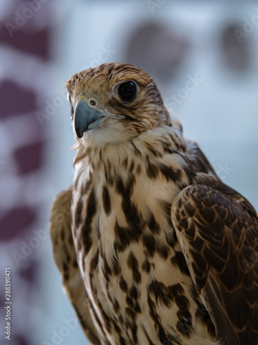 Arabian Falcon bird of prey on display 