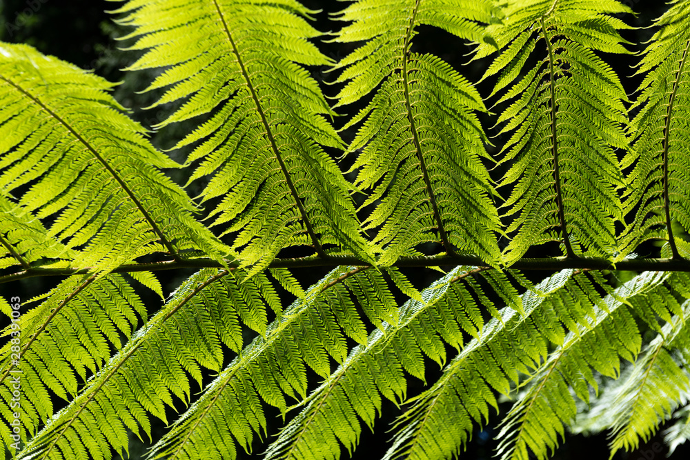 Dicksonia antarctica (soft tree fern, man fern) is a species of