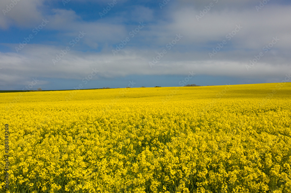 Rapeseed Fields near Whitby