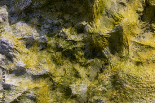 Seeweed and sea algae drying out in abstract patterns on the black basalt lava coast of Ponta do Mistério on ilha Terceira Island in the Azores